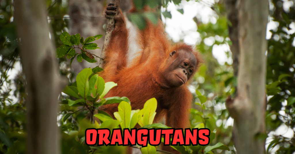 “Orangutans: An In-Depth Exploration of Their Life, Behavior, and Urgent Conservation Needs”