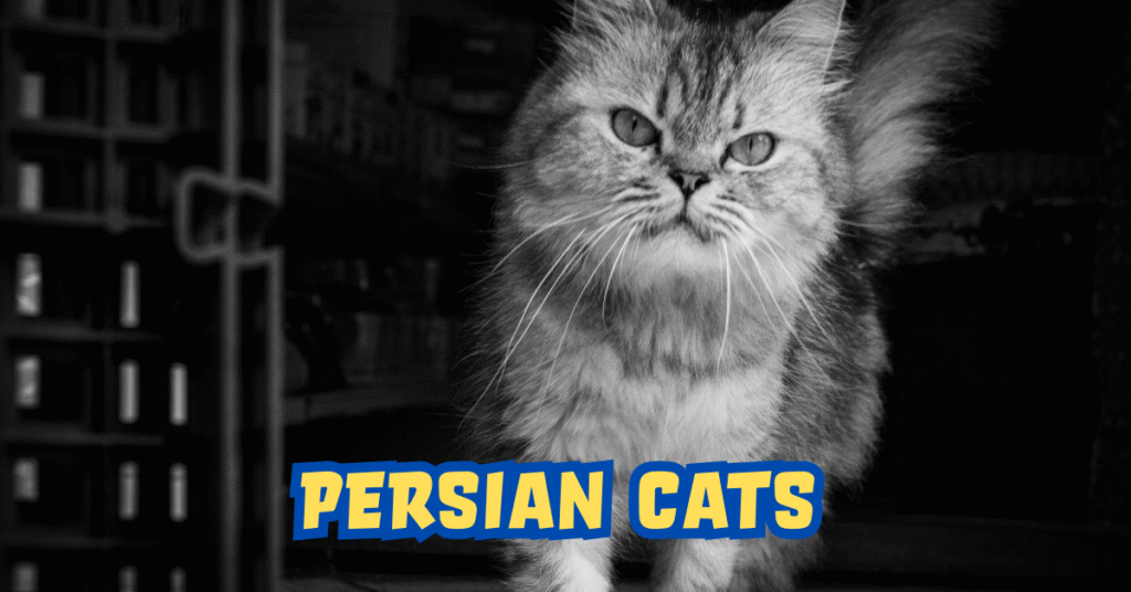 Persian Cattery
