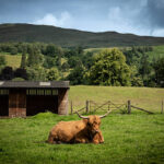 Mini Highland Cow: The Tiny Scottish Wonder
